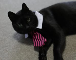 那覇市長選の裏で…「ニャハ市長選」を制した黒猫のクロチャン