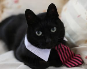 玉城デニー沖縄県知事が激励した「新ニャハ市長」のクロチャン