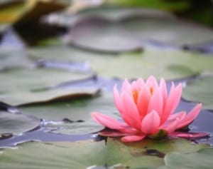 自営業の夫が死んだら、妻に入るお金を把握できていますか？