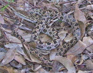 タイワンハブ生息域拡大　県内、9年で捕獲数5.5倍　生態系への影響懸念