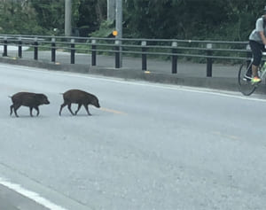 イノシシ2頭が国道を横断　国頭村半地　山に戻る