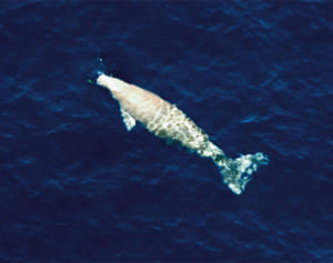 工事の騒音影響か 　沖縄県主張の新たな根拠に　辺野古ジュゴン2頭不明