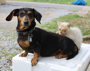 犬のアロー、猫の子に乳　本部・備瀬　優しく“添い寝”も