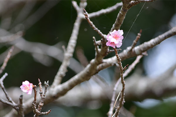 早くも桜が開花 平年より8日早く 那覇のヒカンザクラ 女性自身