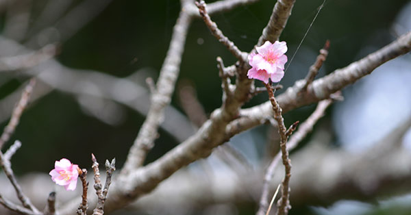 早くも桜が開花 平年より8日早く 那覇のヒカンザクラ 女性自身