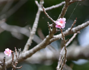 早くも桜が開花、平年より8日早く　那覇のヒカンザクラ