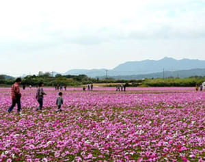 500万本 一面にピンク　あす羽地コスモスフェス　沖縄・名護
