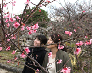 名護・今帰仁で　さくら祭り開幕　春の気配楽しむ