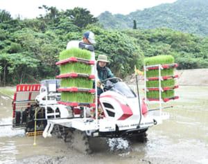 日本一早い田植え始まる　沖縄一の米どころ石垣島　水田にコシヒカリの苗