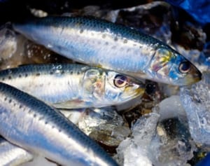 さば缶より安く、EPAは1.3倍！いわし缶で認知症予防を