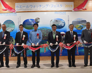 クジラのパフォーマンス楽しもうー　座間味村でホエールウォッチング・フェスタ始まる　「クジラの郷開き」でテープカット