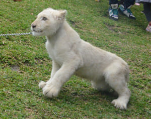 ホワイトライオンの「リズム」愛らしく　こどもの国で歓迎式