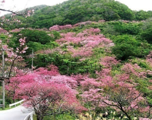 【沖縄16スポット】日本一早い桜まつり＆花まつりを見に行こう！