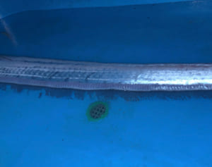 読谷漁師「初めて見た！」　幻の深海魚・リュウグウノツカイ水揚げ