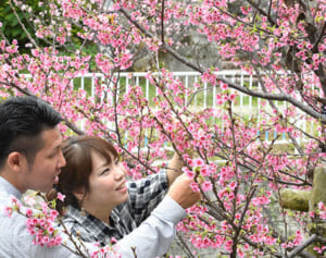 現在八分咲き！“なはさくらまつり”開幕　与儀公園