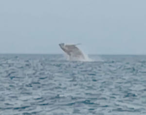 ザトウクジラ親子 悠々　北中城沖　東海岸「珍しい」