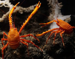 実は”新種エビ”だった　美ら海水族館で10年以上展示…「シマツノコシオリエビ」