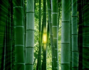 おいしいもの好き「かぐや姫タイプ」女性が痩せるための方法