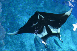 ジャイアントマンタ展示中止　美ら海水族館　健康管理のため
