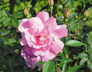 摘みたての島バラをジャムにしたら春の味がする？