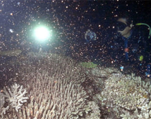 3＋5＝ピンクの卵？？？遊びながら考える「命の海」と「暮らし」のつながり