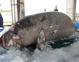 3頭しかいないジュゴンの1頭が死んだ　残る2頭辺野古の海上工事着工後行方不明