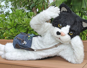 “ネコ界のアイドル”がついにメジャーデビュー！　むぎ（猫）3月20日に新アルバム発売