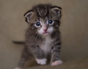 野良猫に噛まれた女性 病院で542万円を請求される事態に