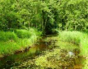 のどのイガイガはスギより厄介！「ハンノキ花粉症」の症状