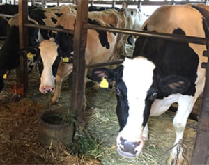 両親へのカミングアウト（1）打ち砕かれた期待【レインボーハート】