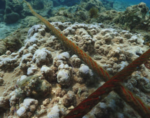 辺野古のサンゴ、ワイヤが損傷　埋め立て海域のオイルフェンスに連結