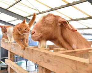 番犬ならぬ「番猫」が活躍　南城市、ネズミからヤギ舎守る