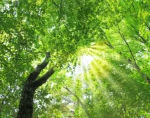 ストレス解消に効果！「樹木呼吸瞑想」でリラックスした時間を