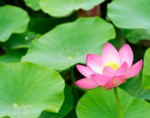 人間関係の悩みに疲れたら口に出したい“仏陀の言葉”とは