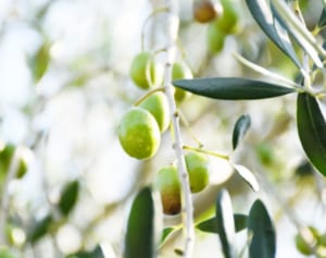 腸内環境に効果アリ、オリーブオイルは発酵食品と相性抜群！