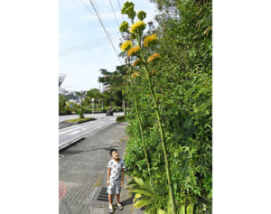 咲くのは数十年に一度！見上げればリュウゼツランの花　那覇で開花