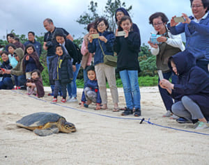 「ウミガメ、戻ってきて」　読谷・ウザテラス観光客ら旅立ち見送る