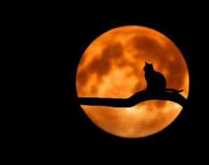 亡くなった愛猫を宇宙へ……飼い主が計画する壮大な弔い