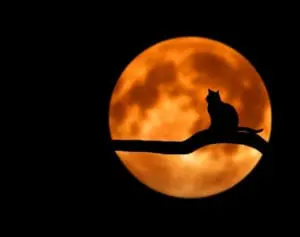 亡くなった愛猫を宇宙へ……飼い主が計画する壮大な弔い