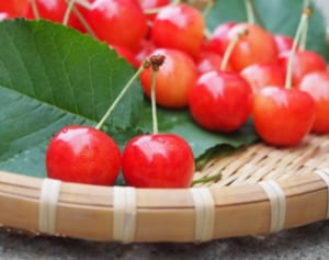 総務省規制強化でなくなるかも！“お得過ぎた”人気返礼品11