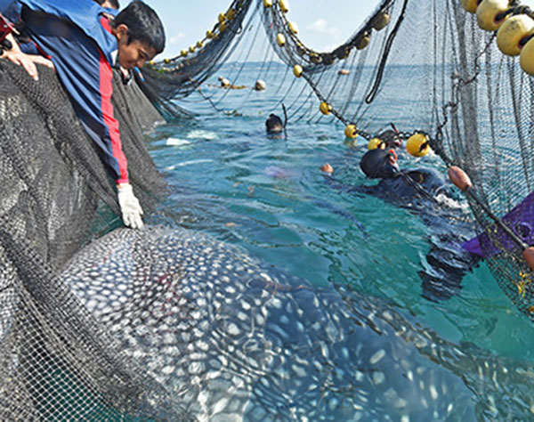 漁師ビックリ！網にかかっていたのは…体長5メートルのジンベエザメ　沖縄・南城市沖　定置網から放流