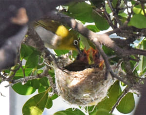 警察署で安心して子育てを　24時間体制で見守っているのは…メジロ