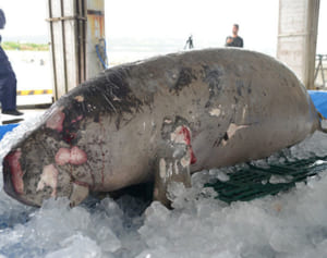 ジュゴンはなぜ死んだ？　３月に発見された死骸を今帰仁村が解剖へ
