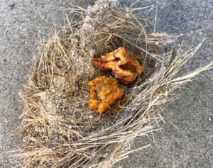 なぜ？誰が？鳥の巣の跡にトリカラ？！沖縄・今帰仁村社協職員もびっくり