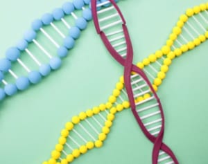 “短くなると寿命がくる”テロメアとは？