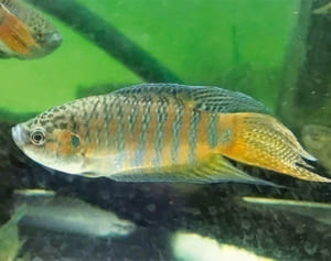 沖縄の中高年に人気の “トウギョ” とは【島ネタCHOSA班】