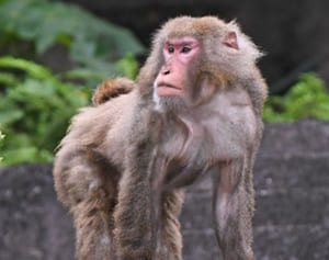 逃走サル10匹の捜索続ける　こどもの国、４匹捕獲