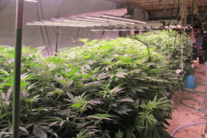 建物内で栽培していたのは…大麻110株　外国人教師ら2人逮捕　過去5年で最多　所持疑いも