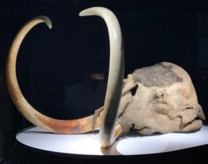 4万年前の死体が生々しい！お台場で「冷凍マンモス」に会える