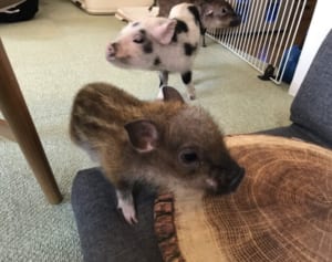 新たな癒しはブタちゃんに！「マイクロブタカフェ」を訪問